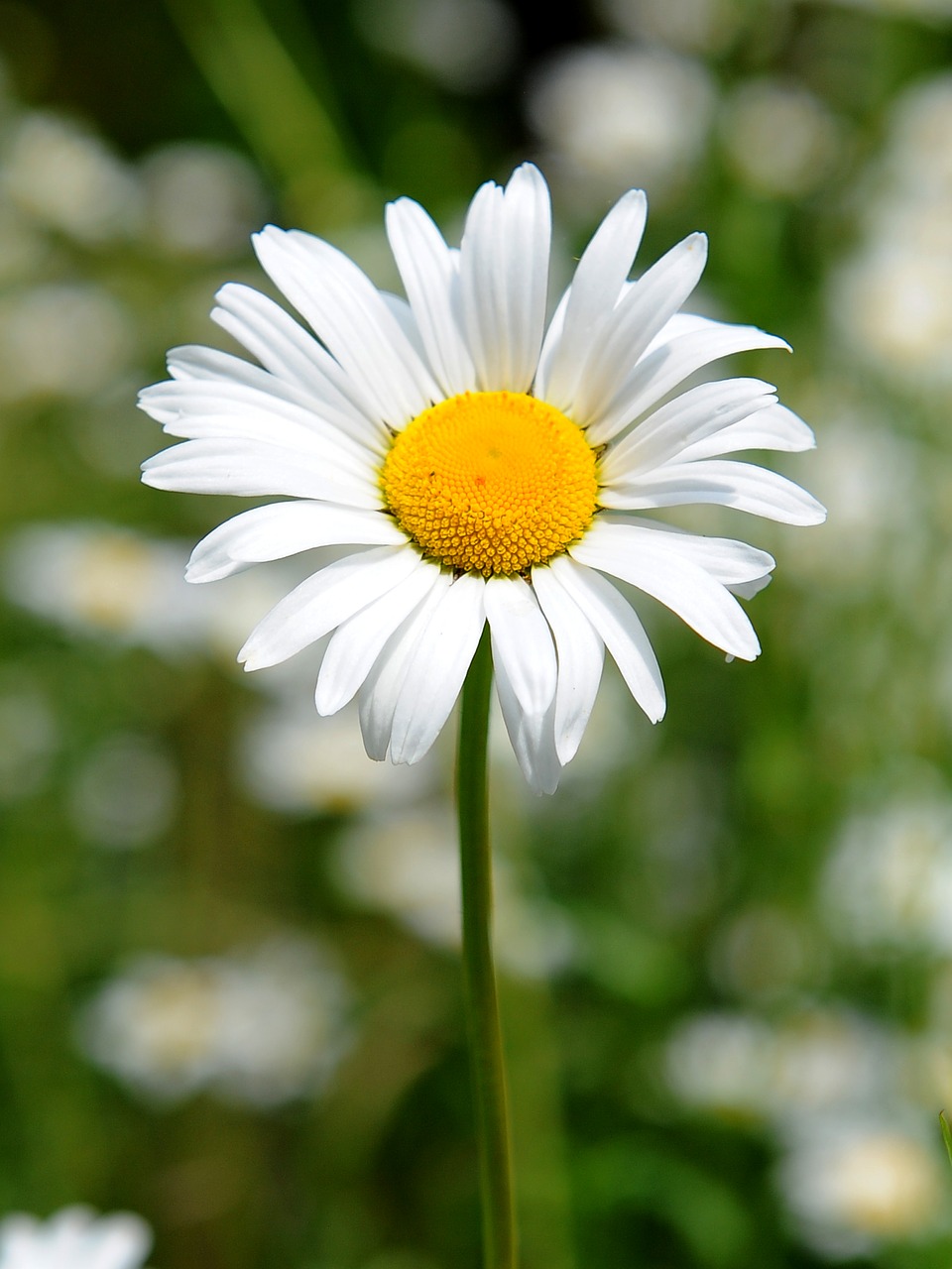 flower stem natural free photo