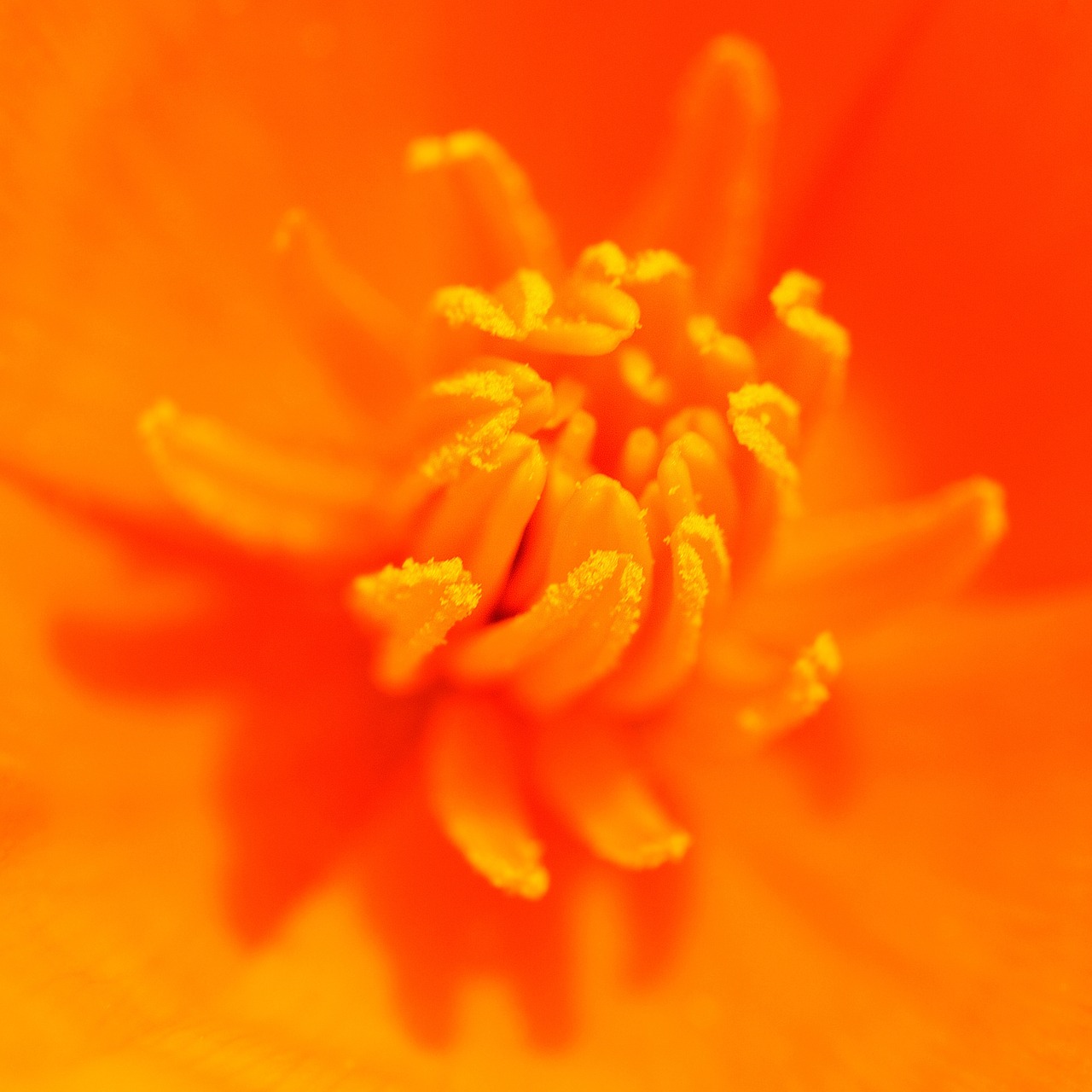 flower stamens orange free photo