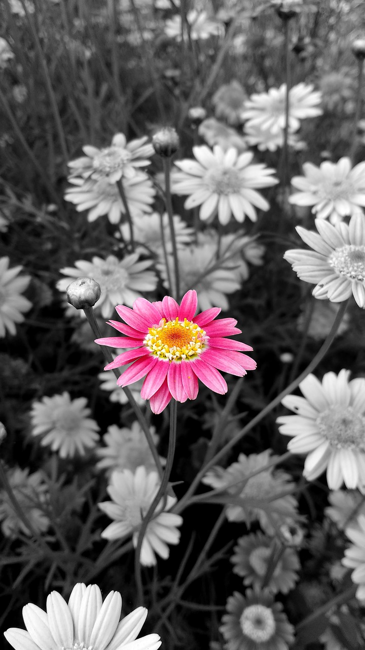 flower flowers rosa free photo