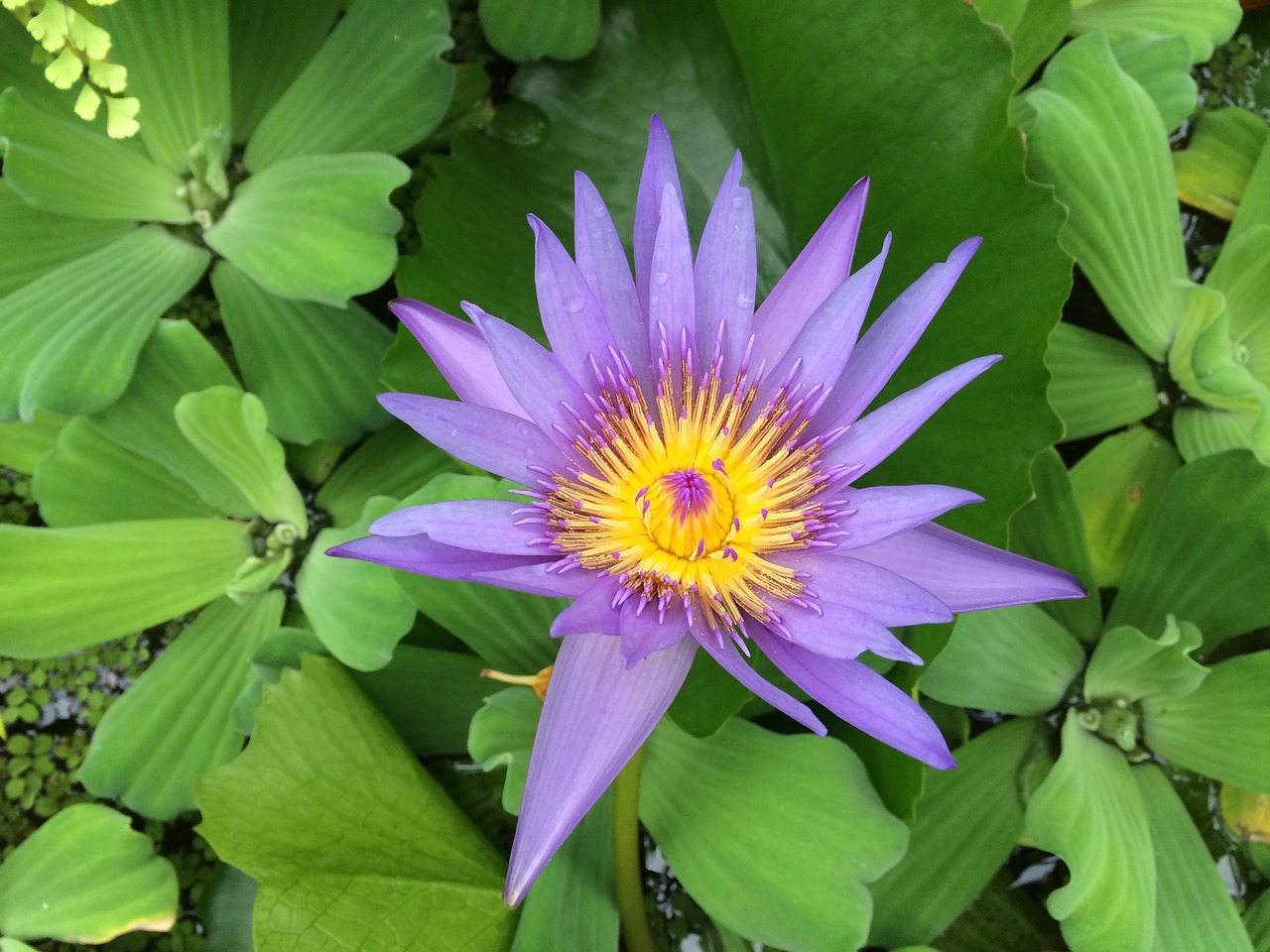 flower green violet free photo