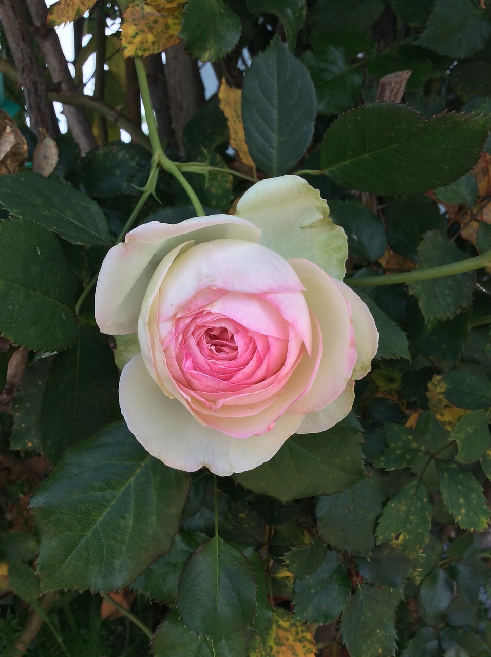 flower rose pink free photo