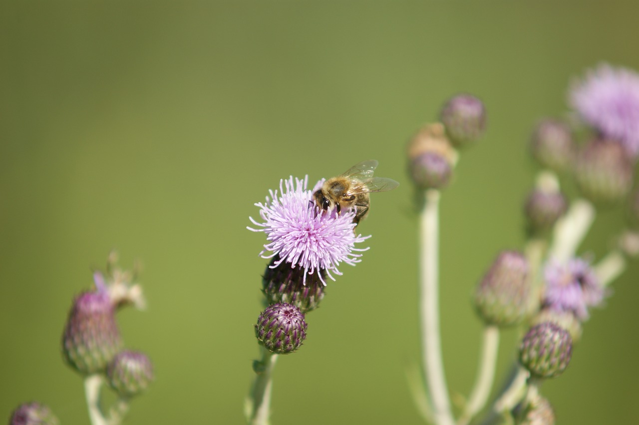 flower blossom bloom free photo