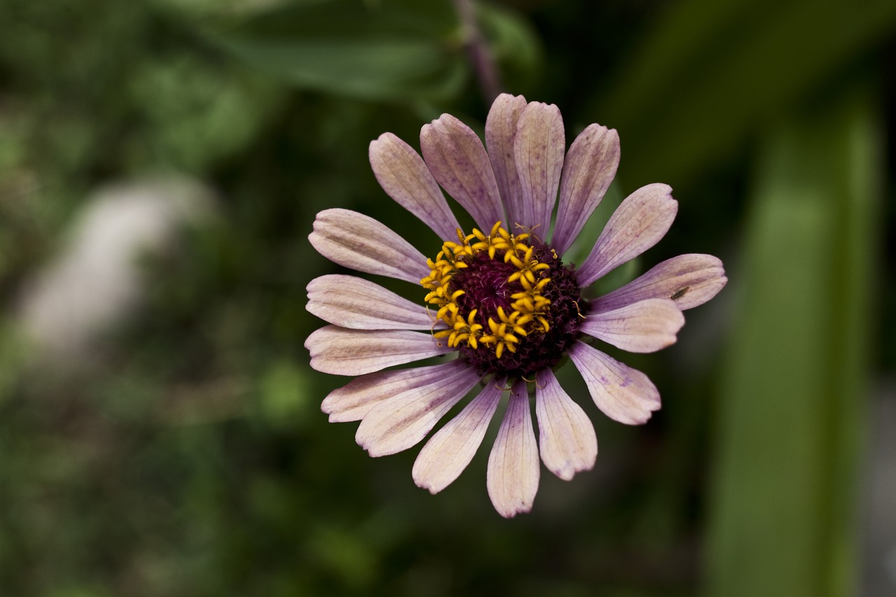 flower daisy flowers free photo