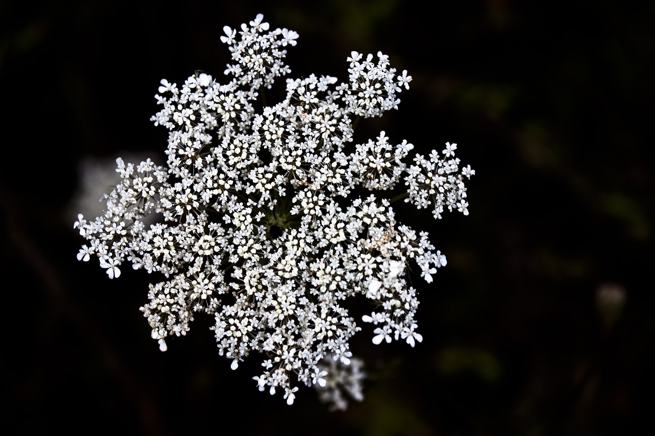 flower white spring free photo