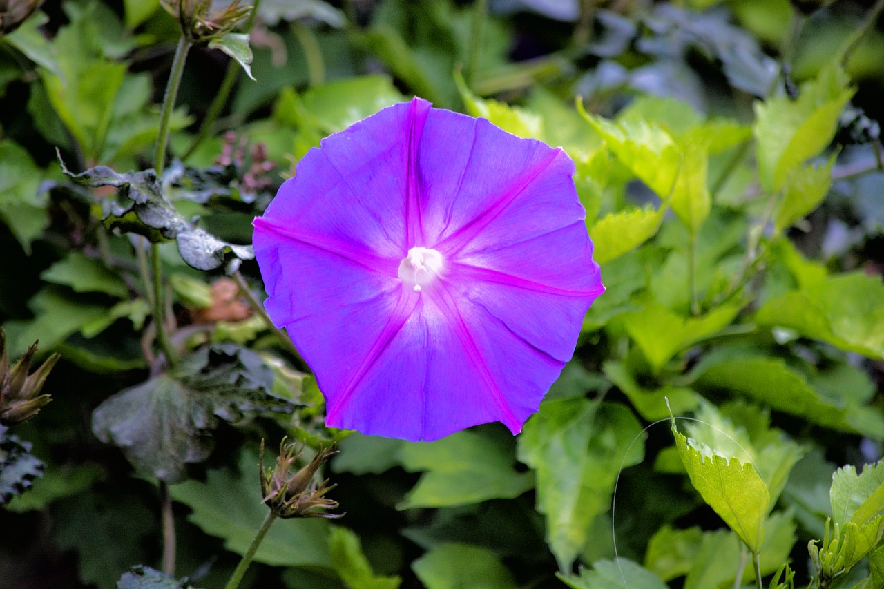 flower purple garden free photo