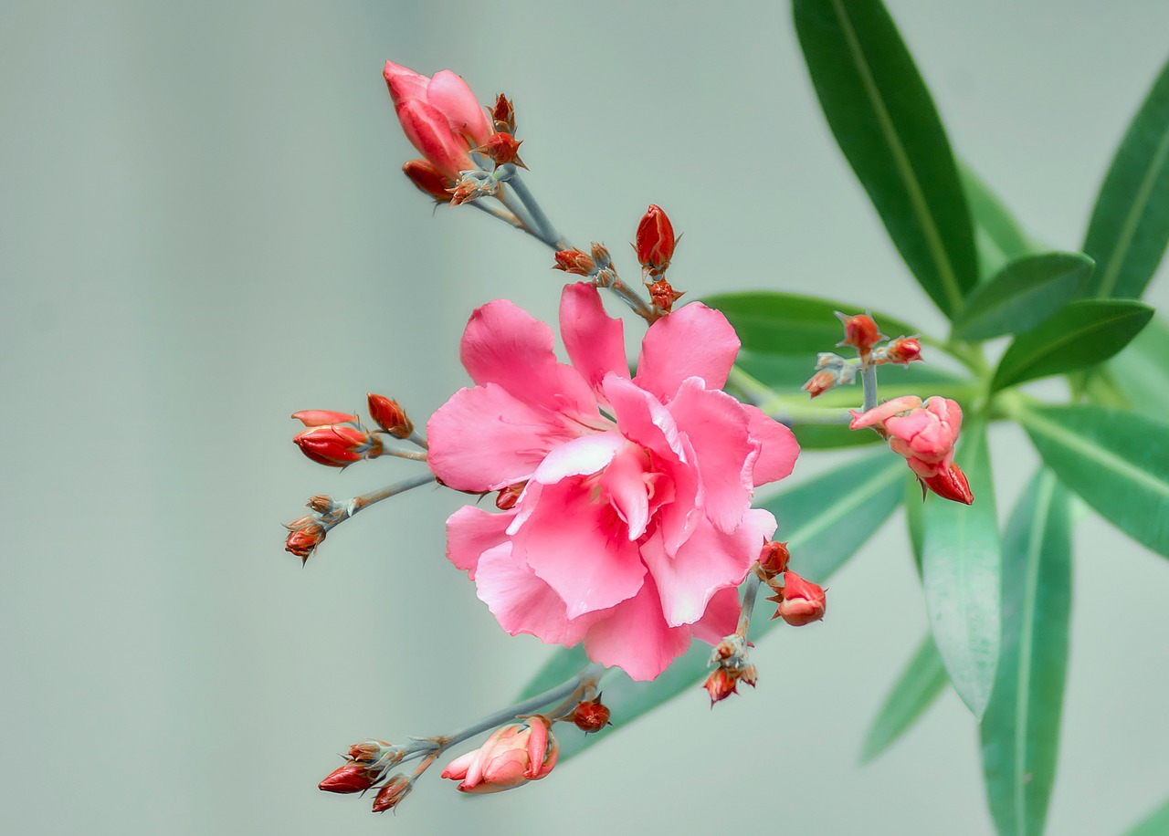 flower plant pink free photo