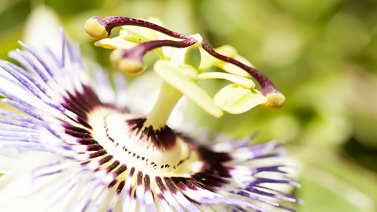 flower macro nature free photo