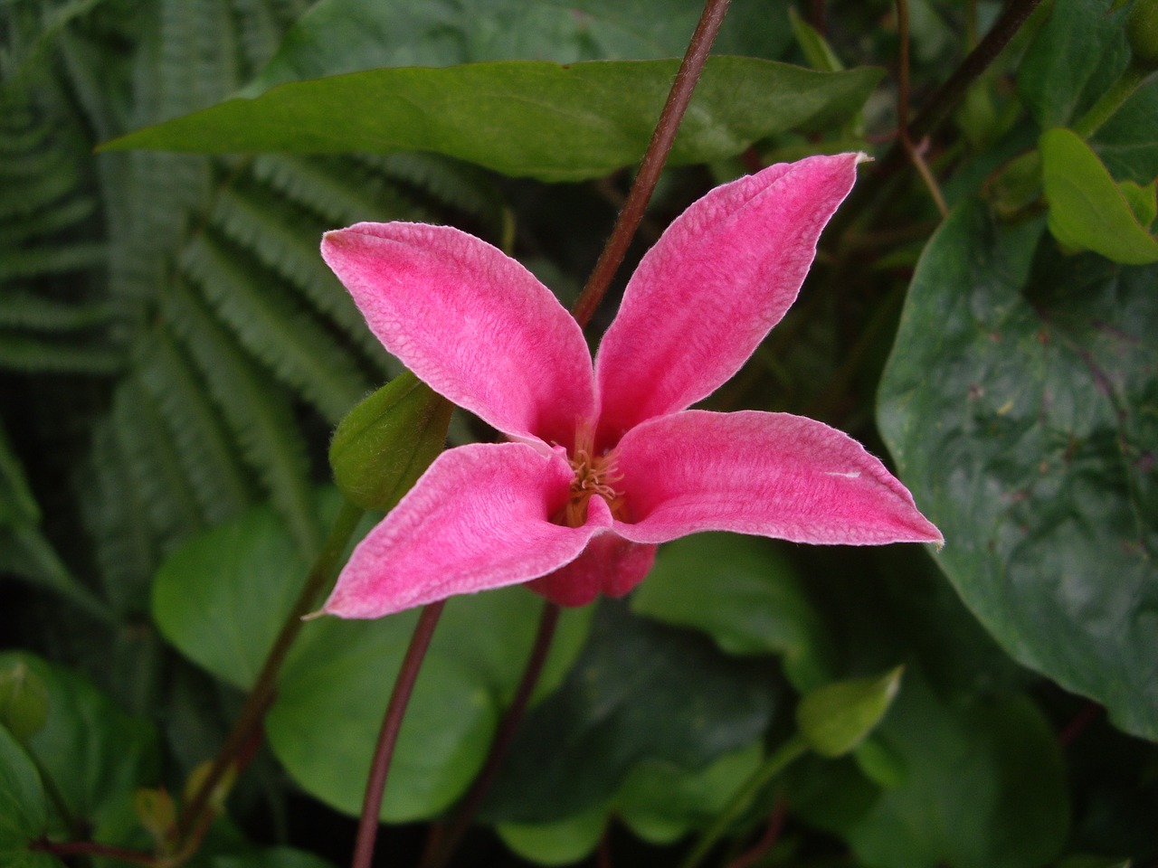 flower clematis pink free photo