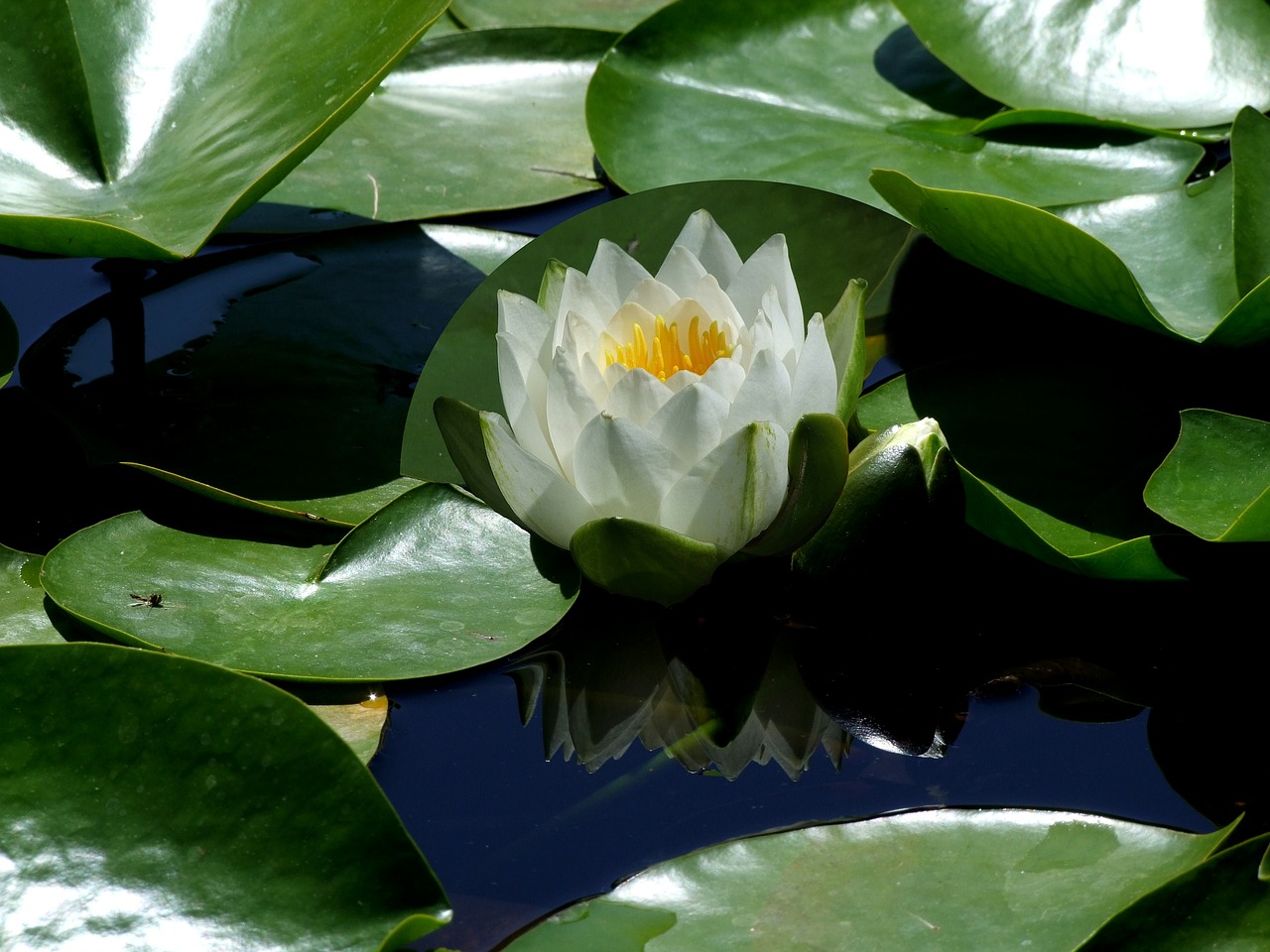 flower lotus flower lotus free photo