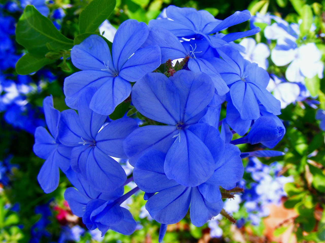 flower blue green free photo
