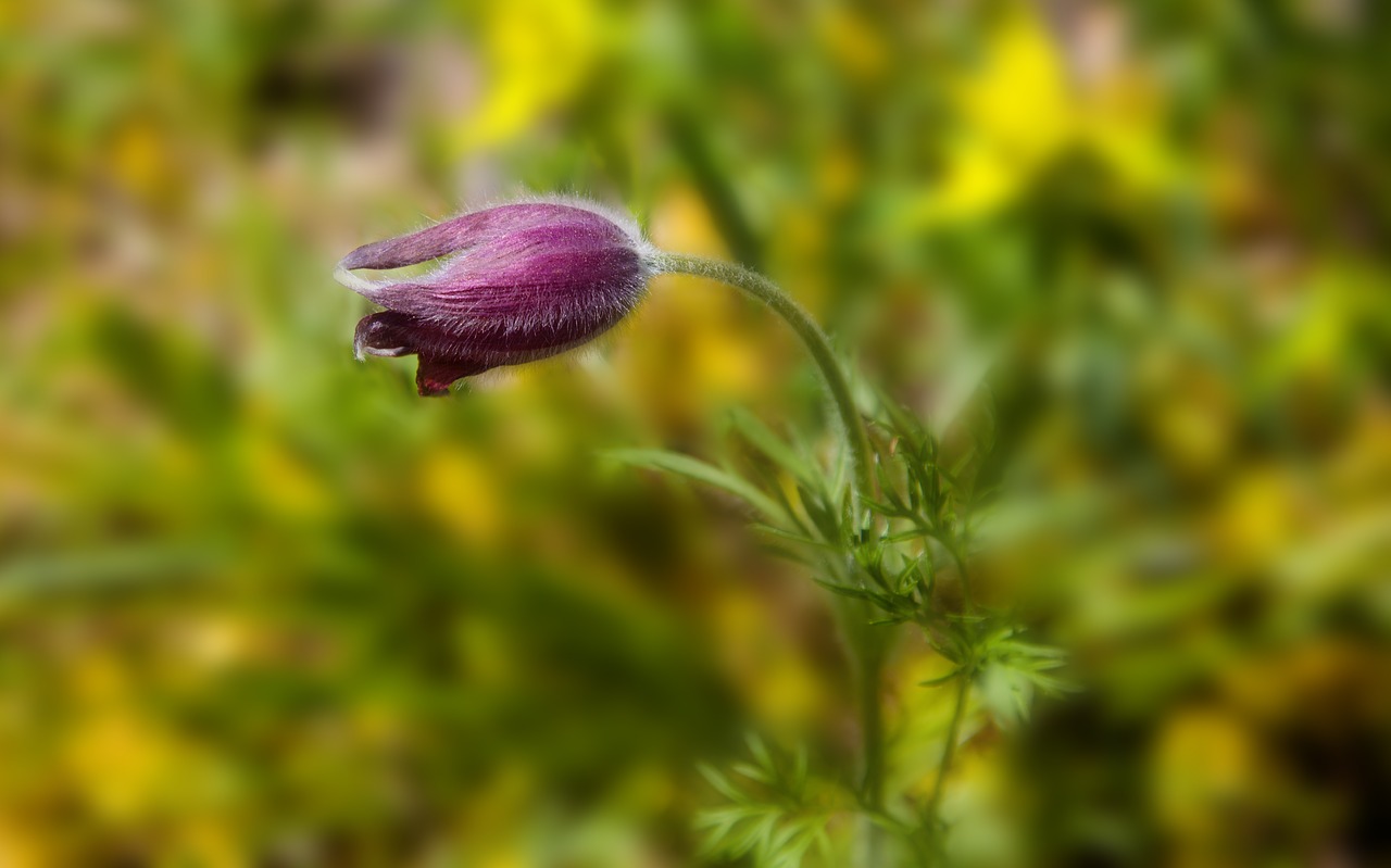 flower plant nature free photo