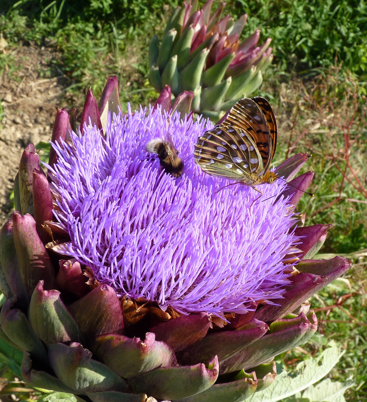 flower artichoke violet free photo