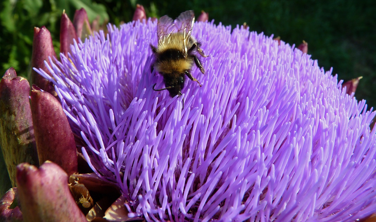 flower artichoke insect free photo