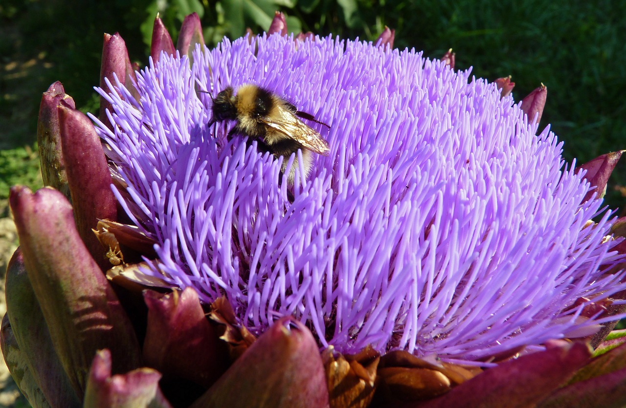 flower artichoke insect free photo