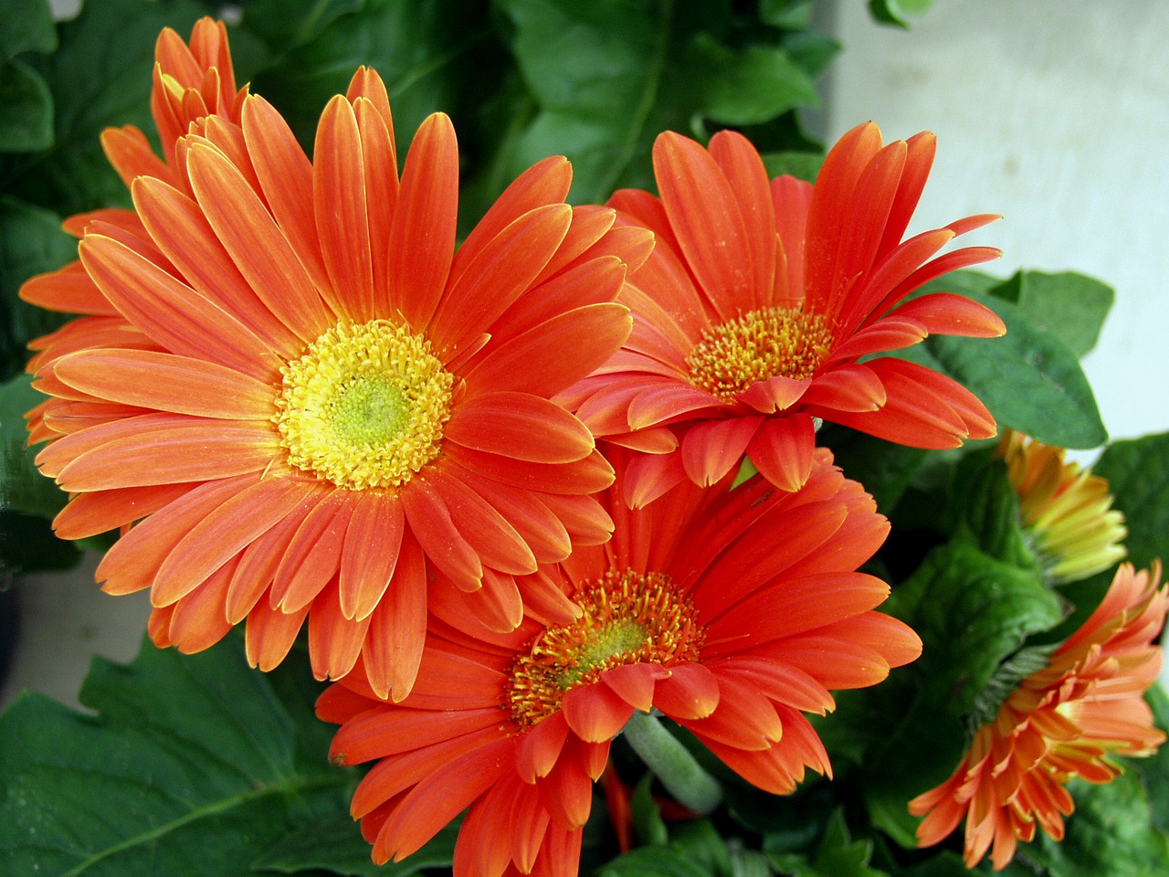flower orange daisy floral free photo