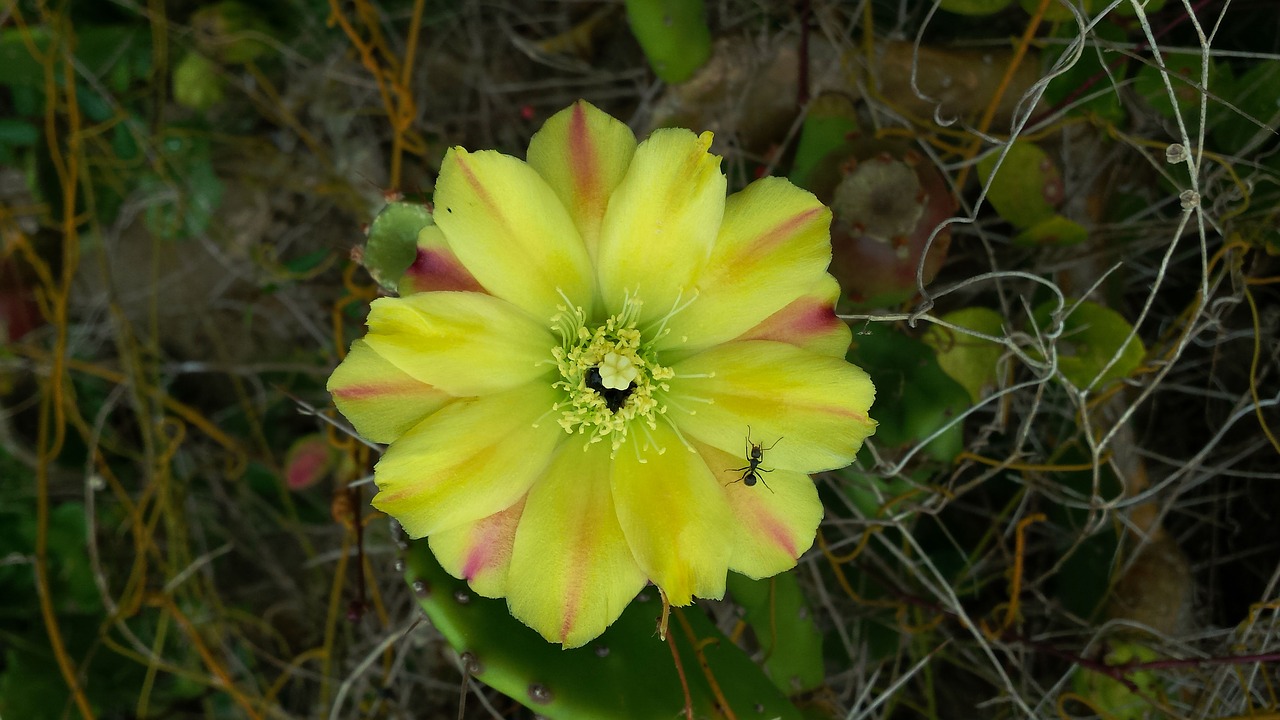 flower sandbank cactus free photo