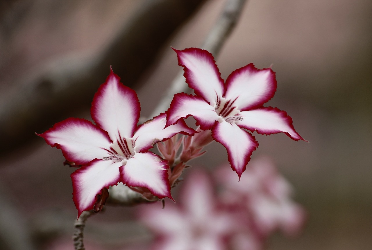 flower impala lily floral free photo