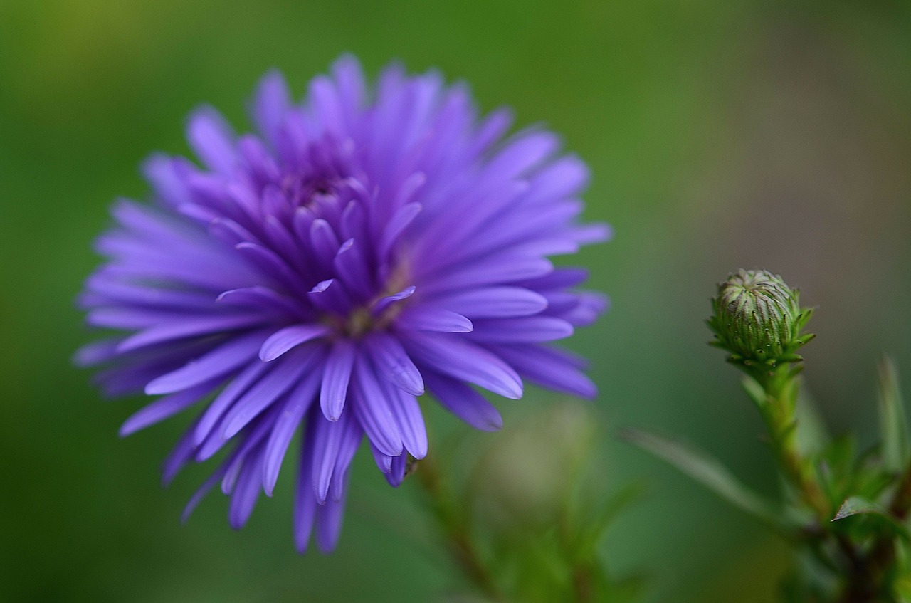 flower nature garden free photo