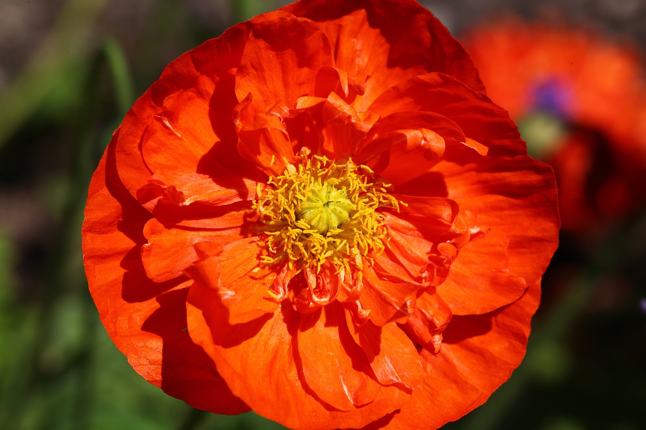 flower orange poppy free photo