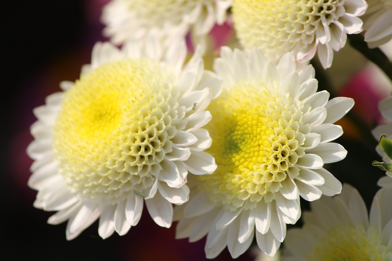 flower chrysanthemums mums free photo