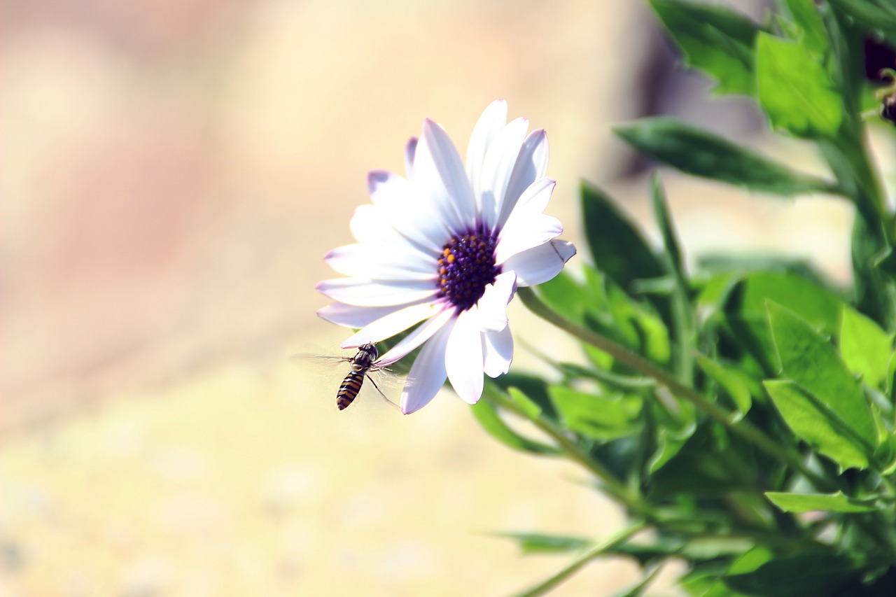 flower bee violet free photo