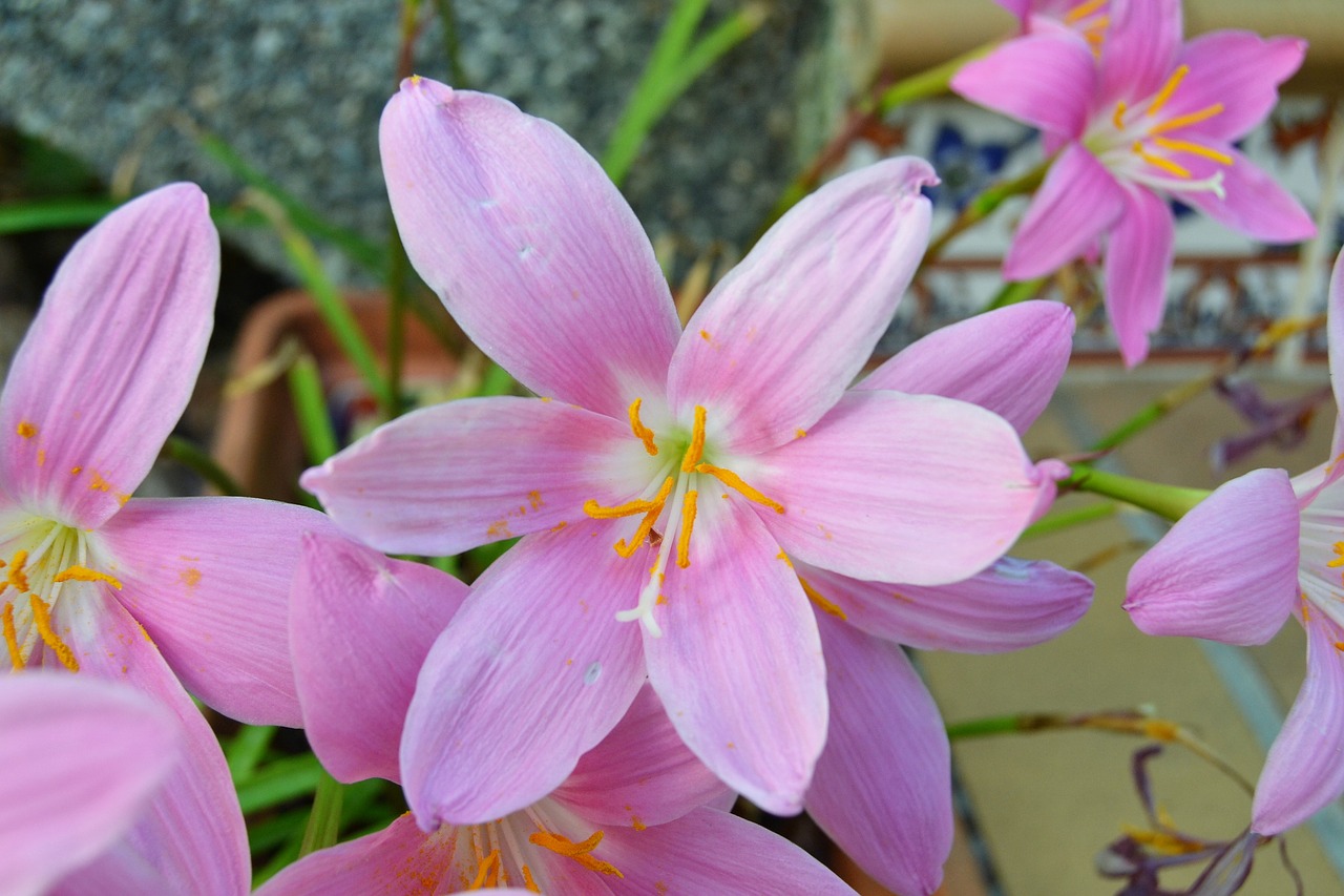 flower wild saffron crocus nudiflorus free photo