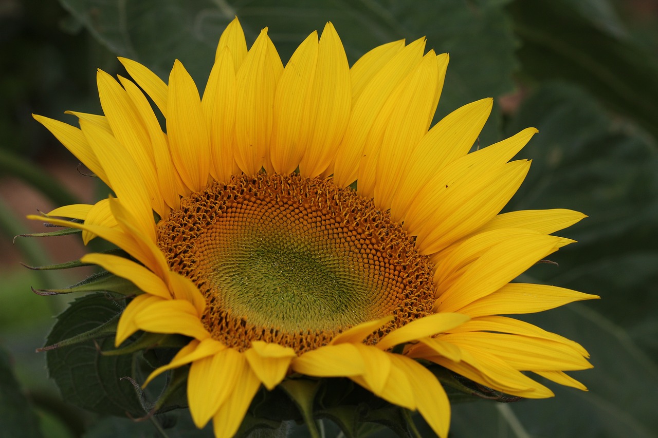 flower sunflower sunflowers free photo