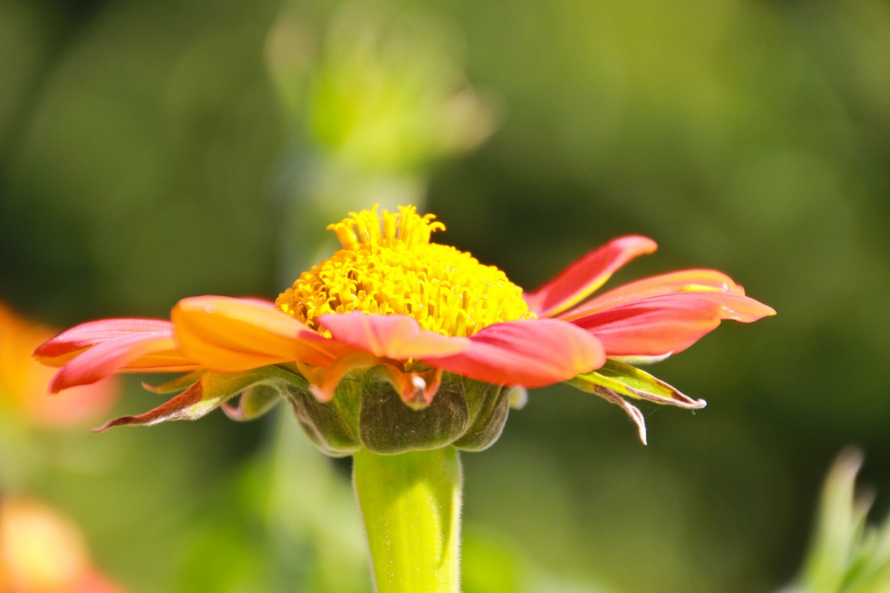 flower jardin des plantes red free photo