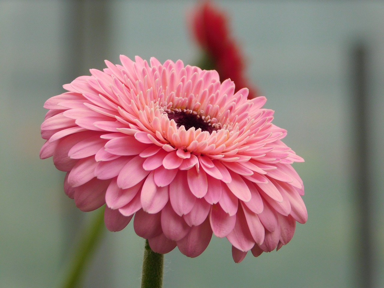 flower macro gerbera free photo