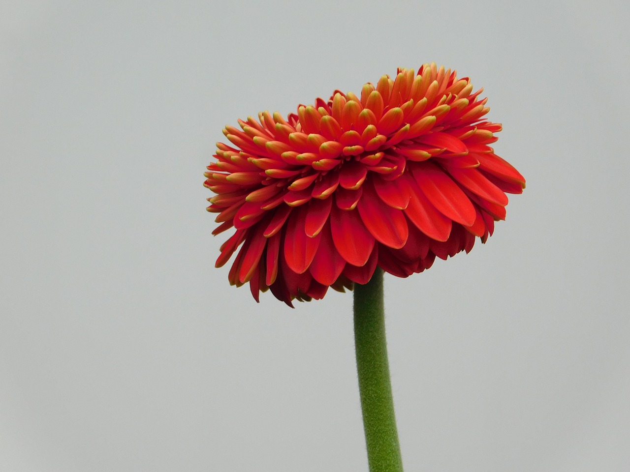 flower macro gerbera free photo