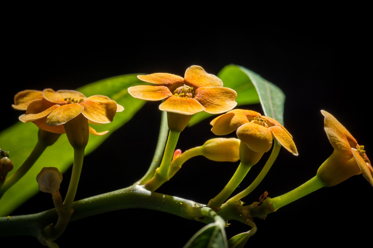 flower blossom bloom free photo