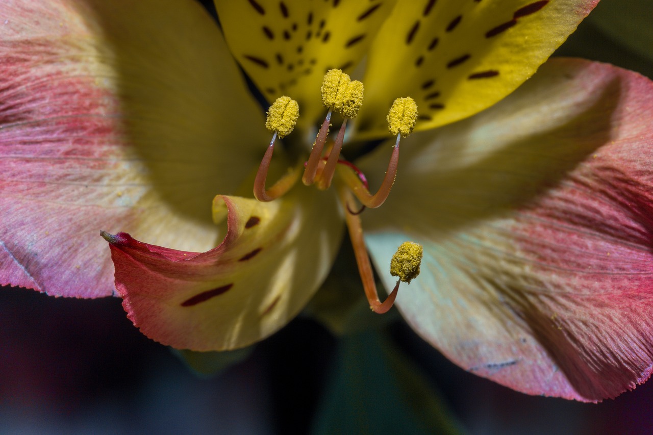 flower blossom bloom free photo