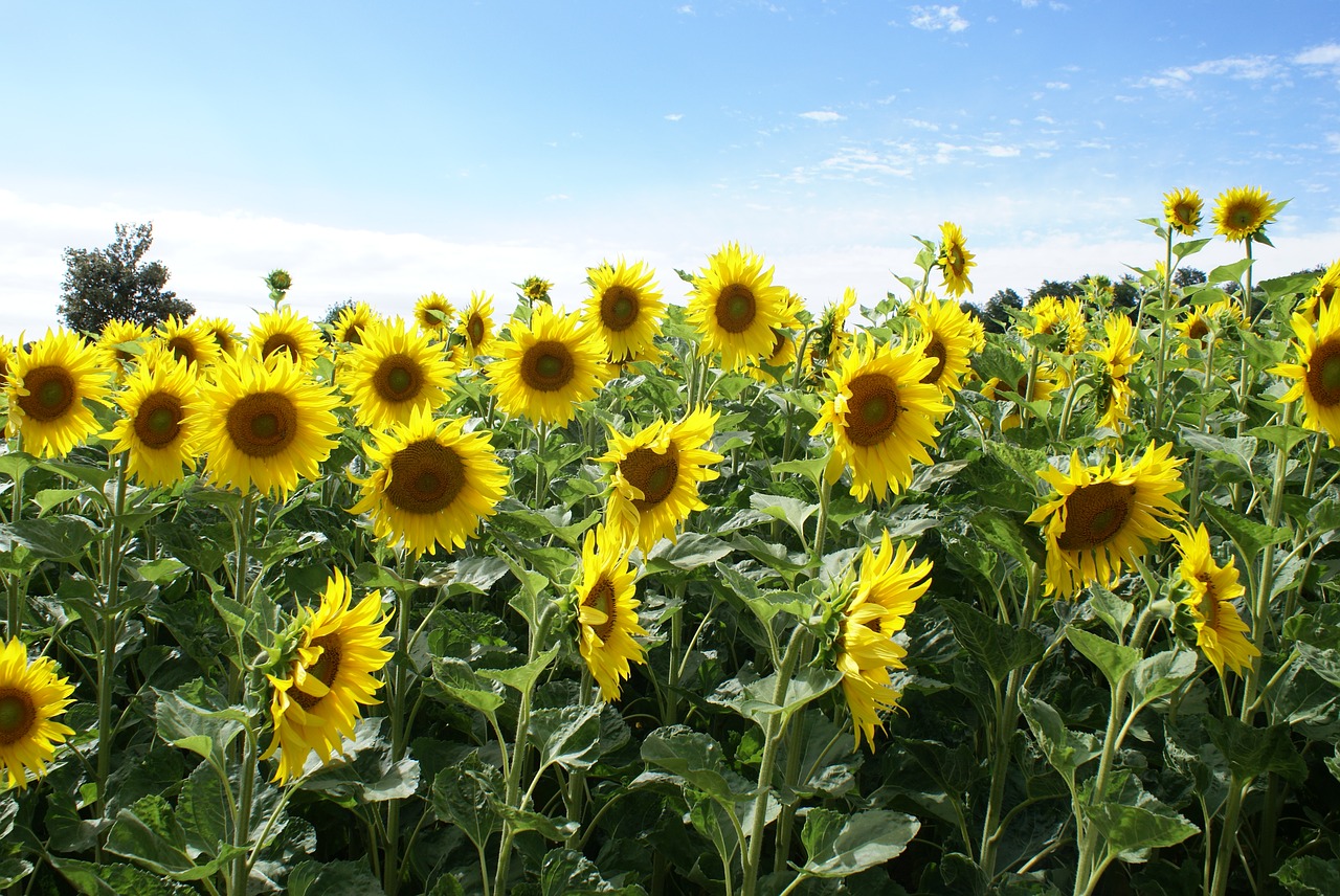 flower sunflower field yellow free photo