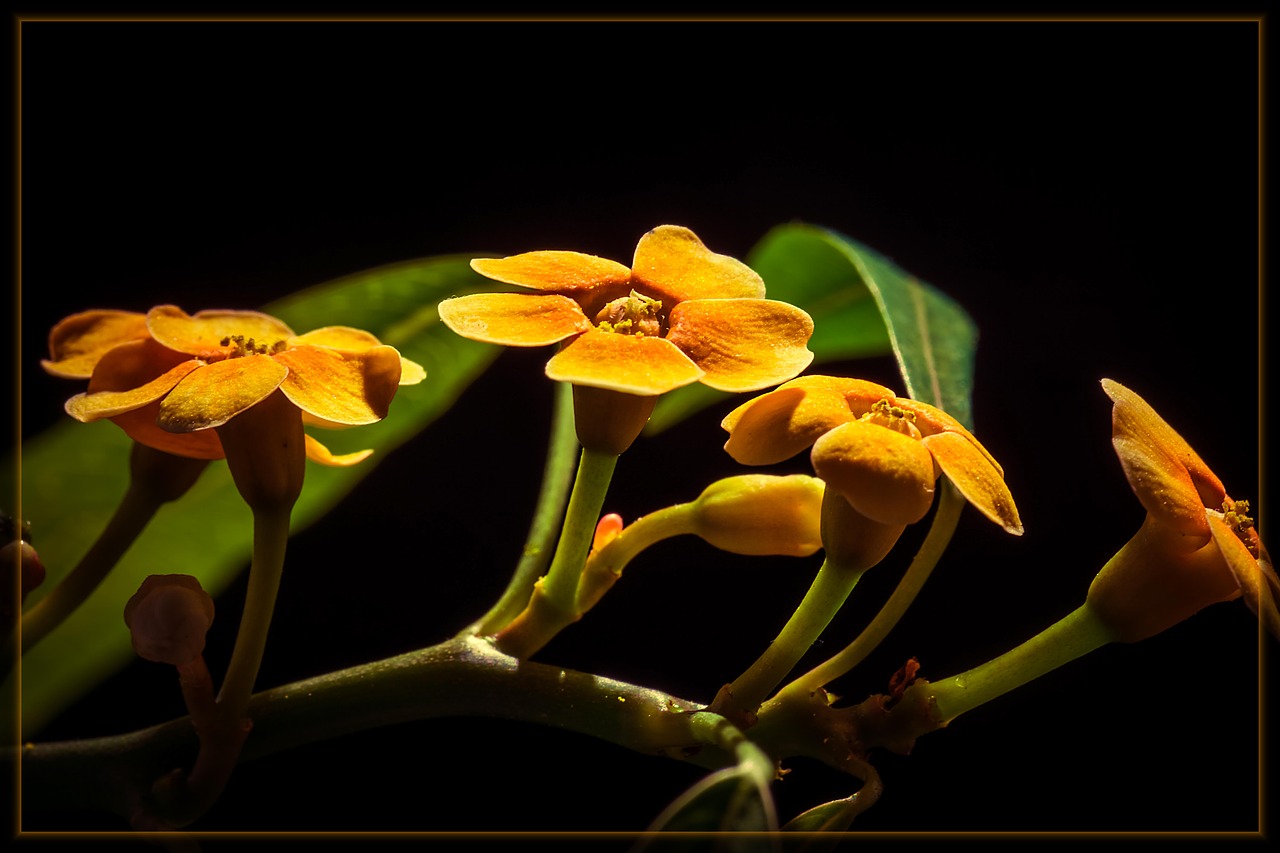 flower blossom bloom free photo