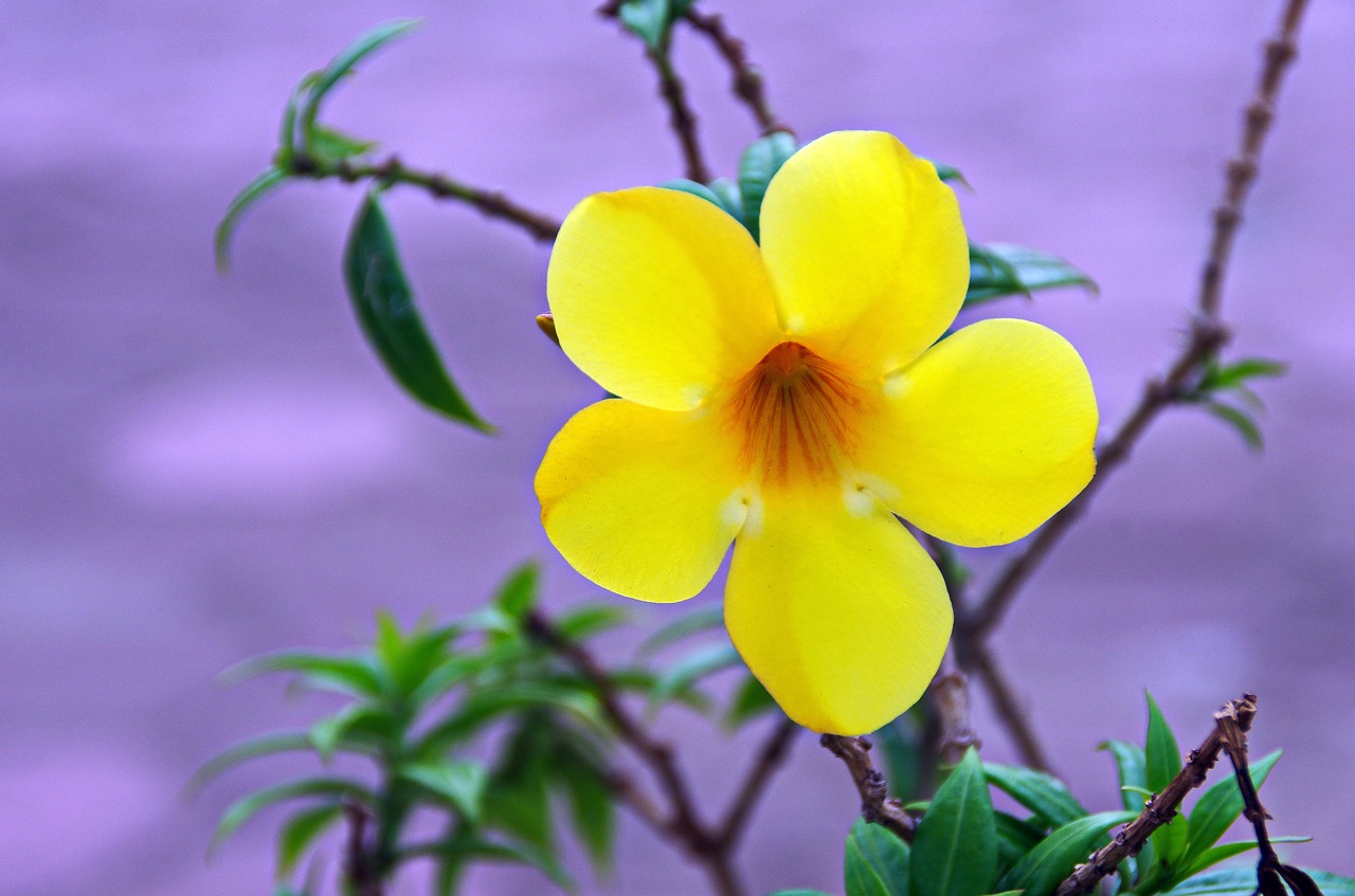 flower yellow tropical flower free photo