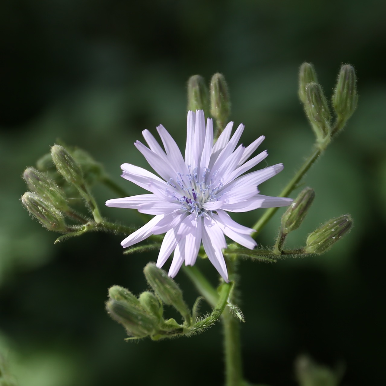 flower weeds plant free photo