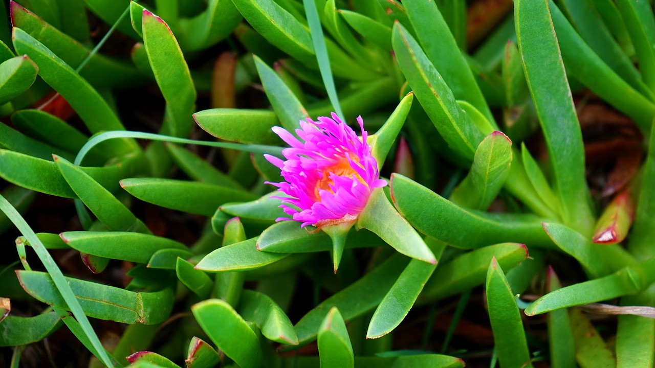 flower pink floral free photo