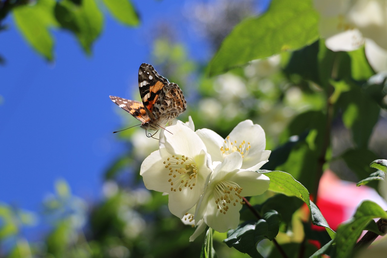 flower butterfly garden free photo