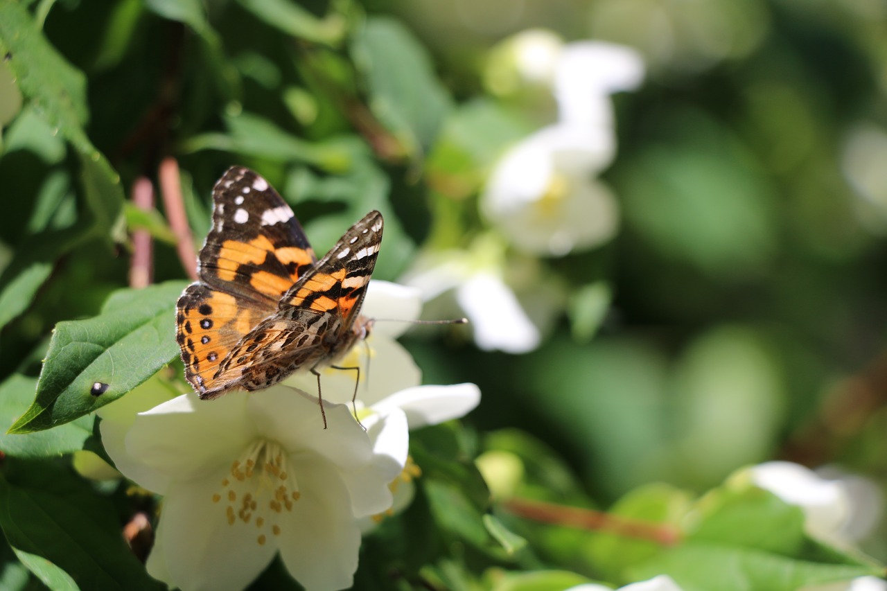 flower butterfly garden free photo