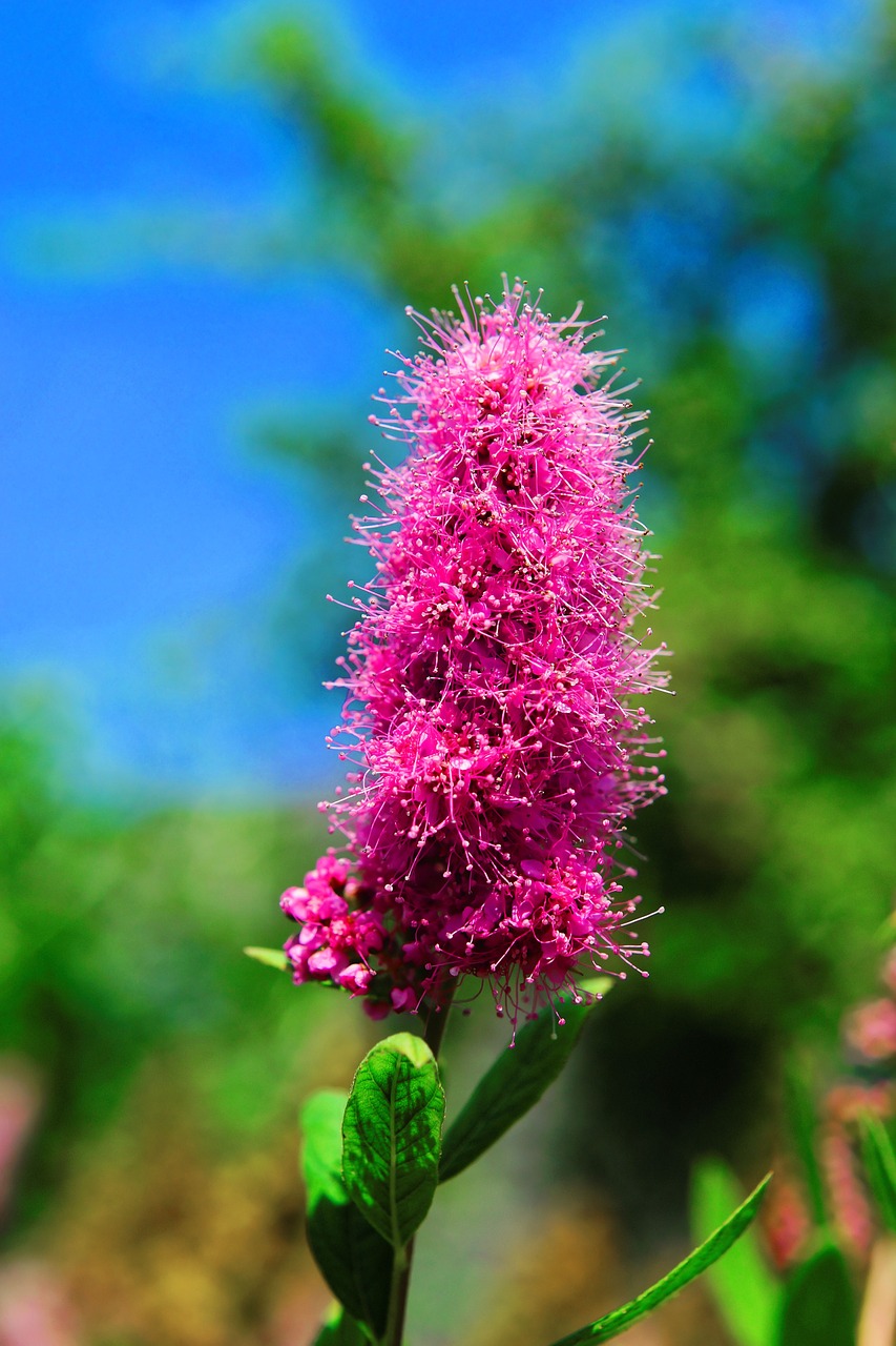 flower blossom bloom free photo