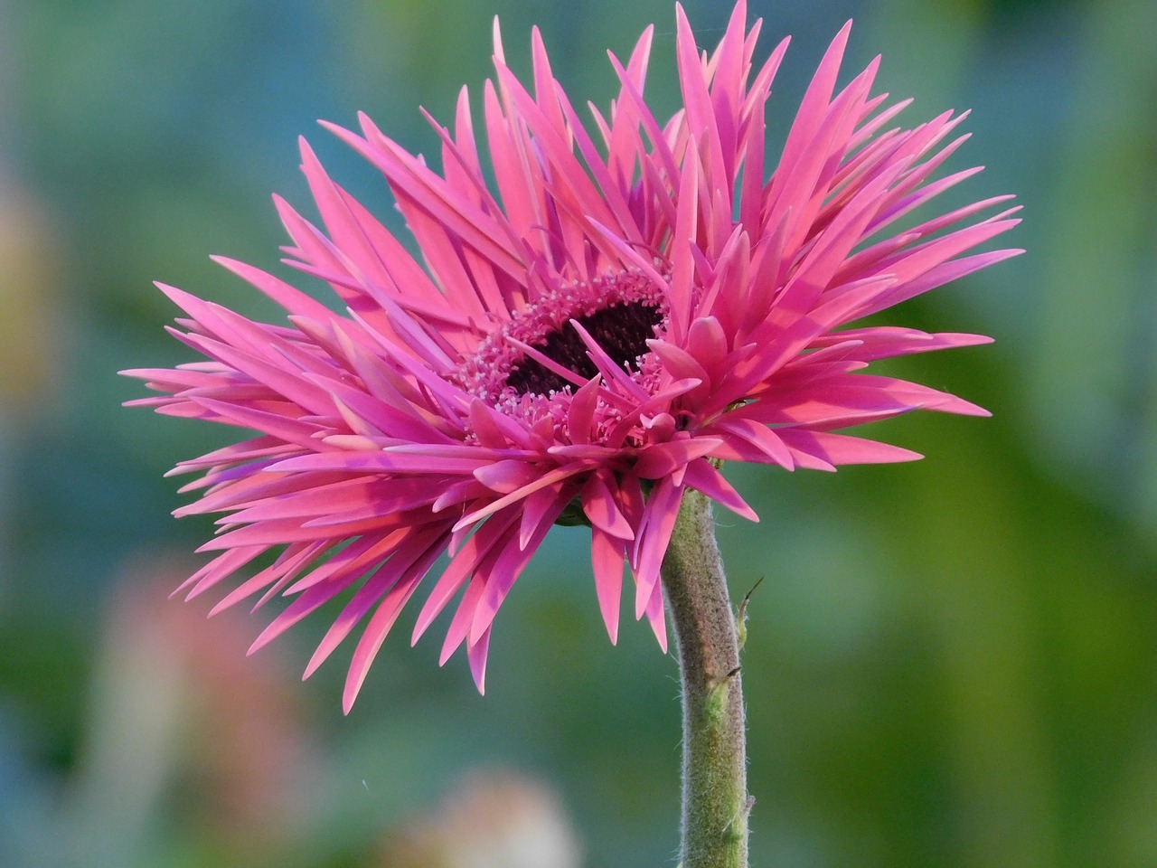 flower gerbera pink free photo