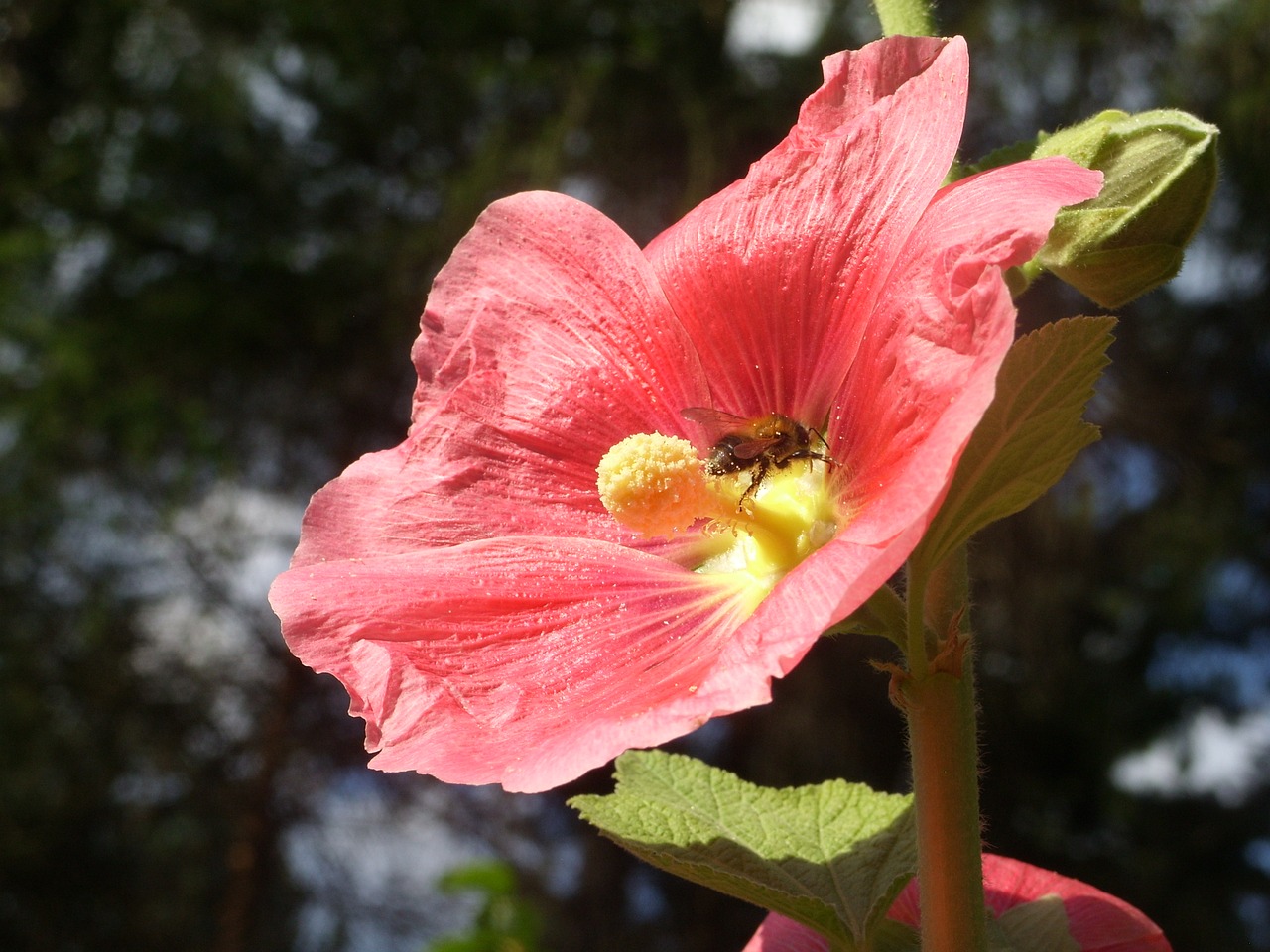 flower bee pollination free photo