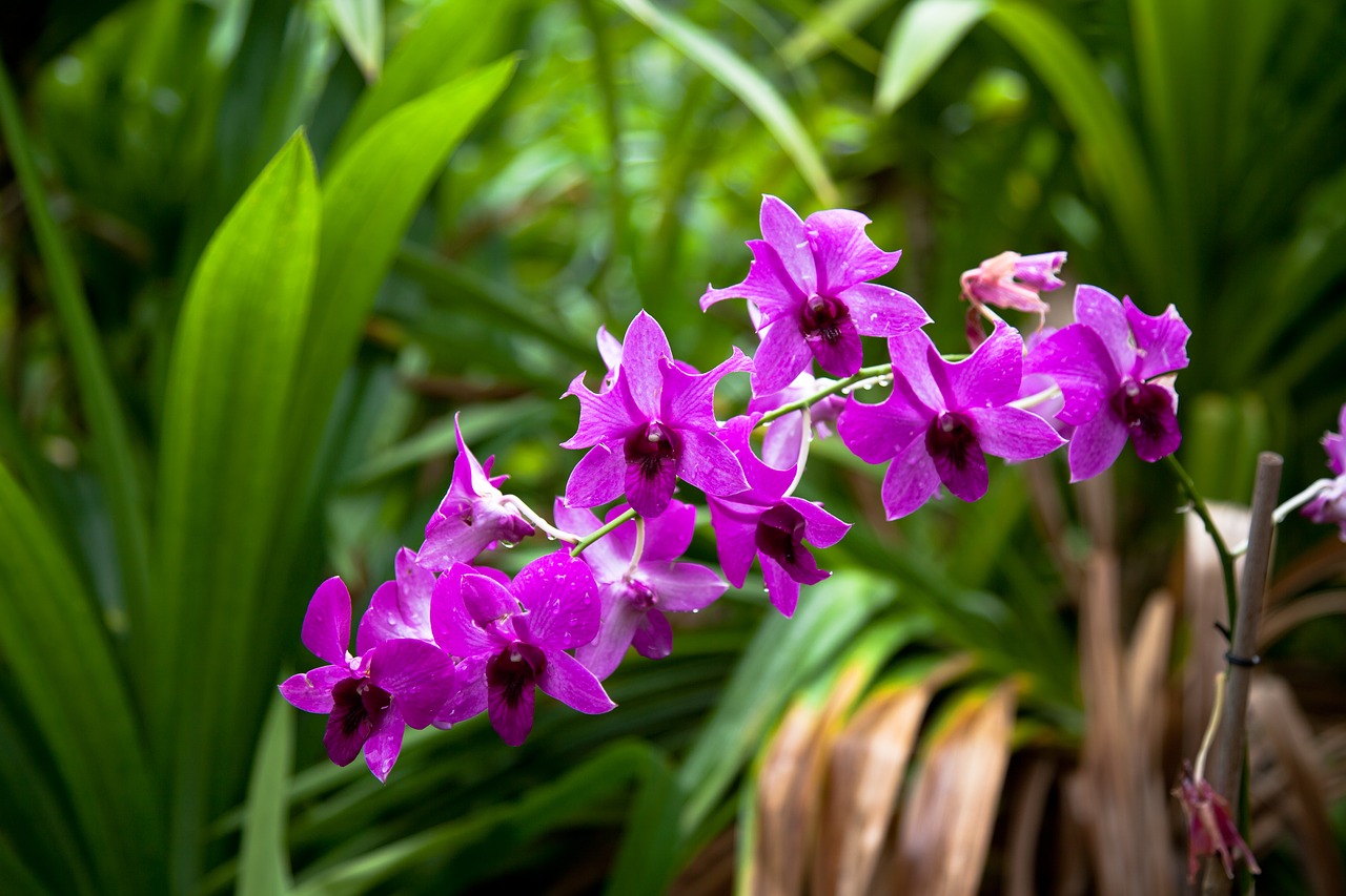 flower purple orchids free photo