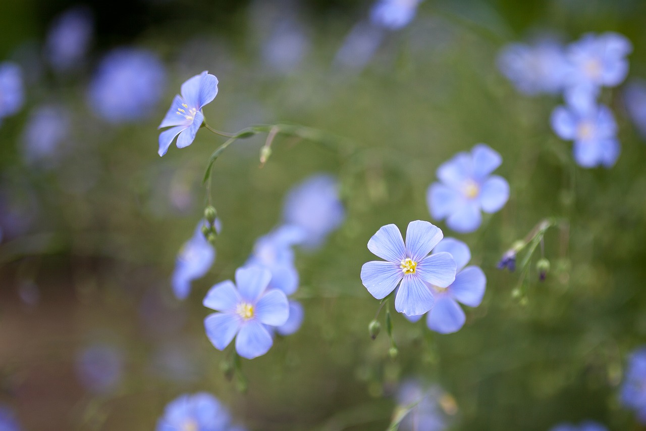 flower blue summer free photo