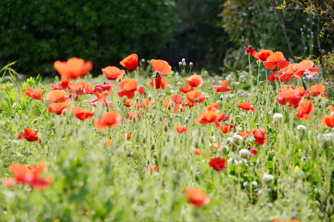 flower poppy spring free photo