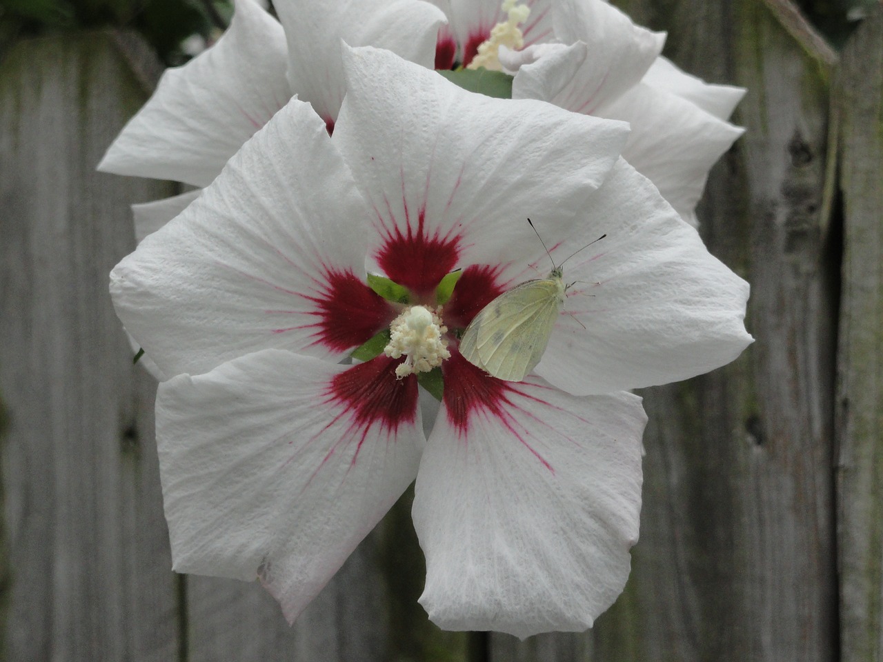 flower white flower nature free photo