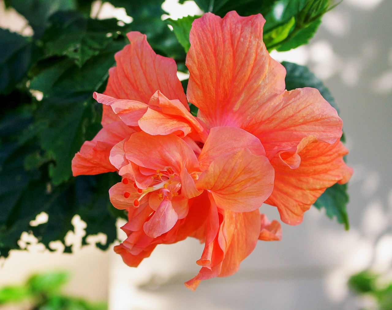 flower double hibiscus plants free photo