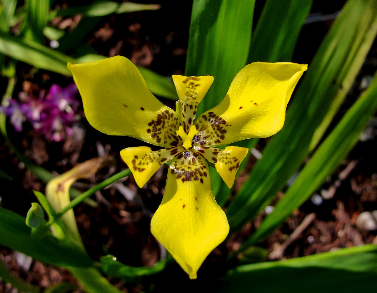 flower yellow petal free photo