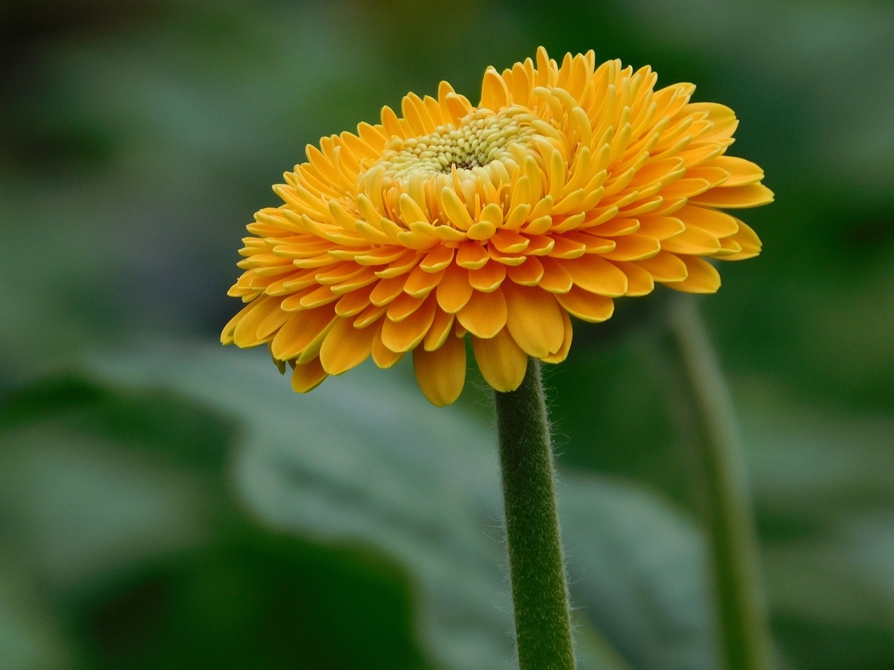 flower gerbera yellow free photo