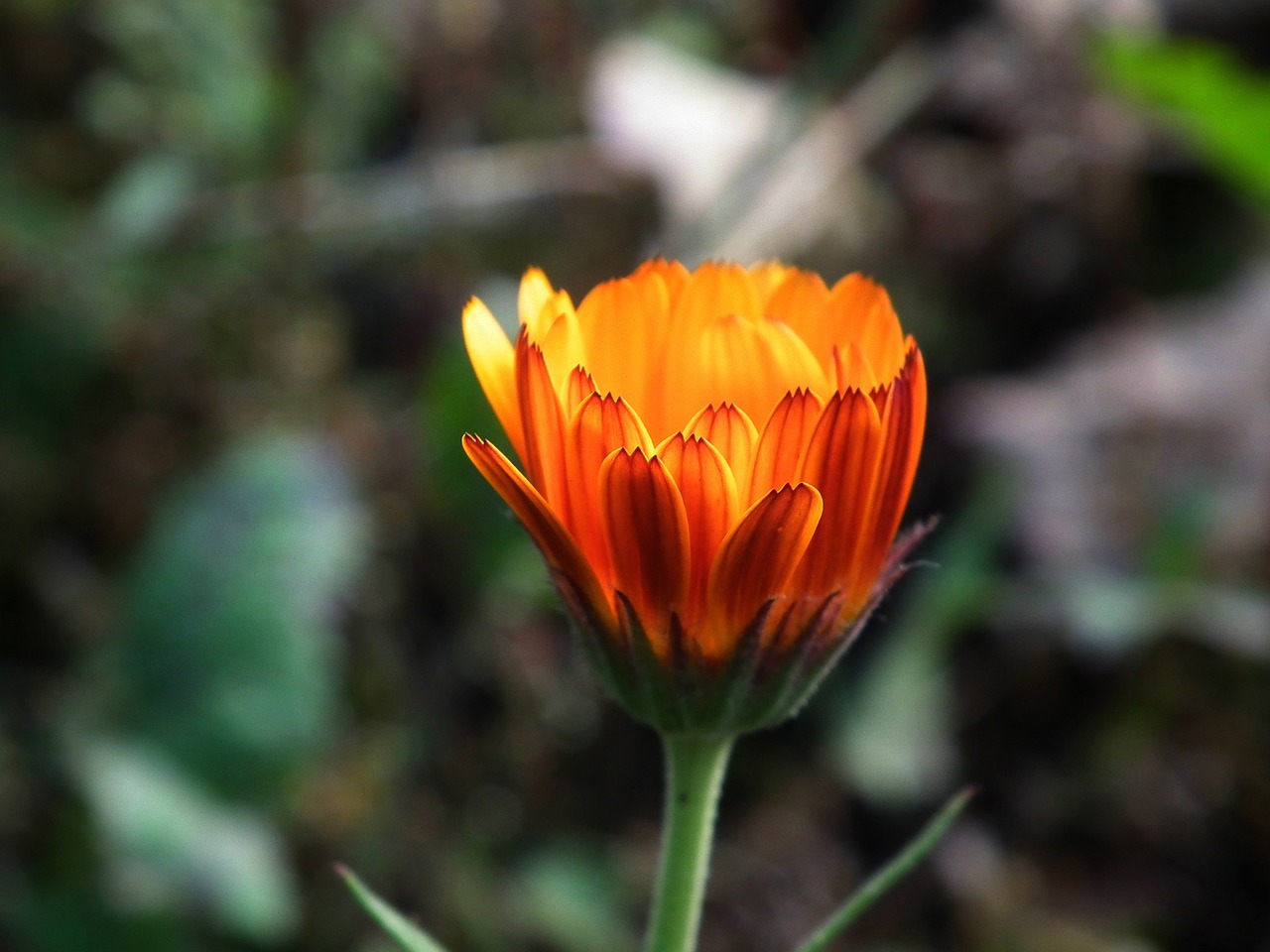 flower orange bright free photo